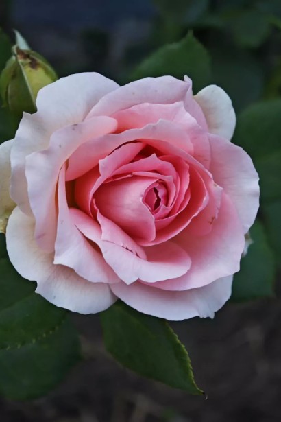 Троянда англійська `Ферст Леді` Перша Леді (біло-рожева)|English rose `First Lady`|Роза английская `Ферст Леди` Первая Леди (бело-розовая)